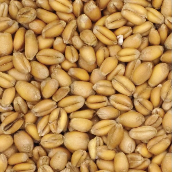 Torrefied Wheat (UK)